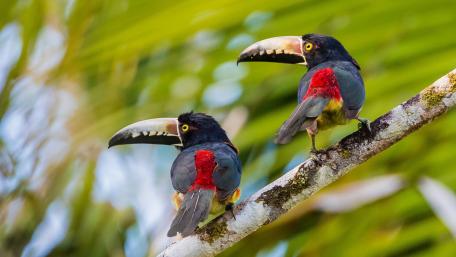 Colorful Toucans Perched on a Branch wallpaper