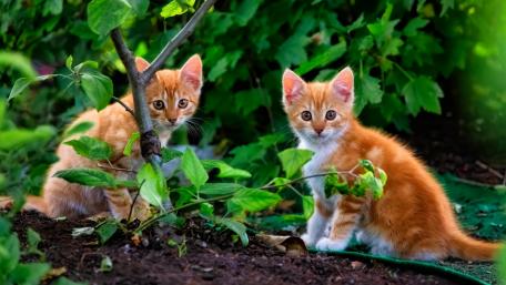 Playful Kittens in a Garden Scene wallpaper
