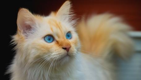 Majestic Blue-Eyed Cat Wallpaper wallpaper
