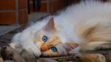 Fluffy Cat with Stunning Blue Eyes Nestled Among Stones wallpaper