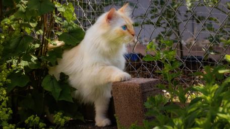 Majestic Feline in Nature's Embrace wallpaper