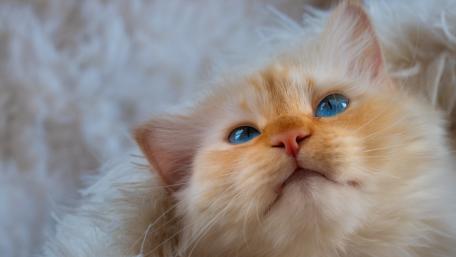 Charming Blue-Eyed Cat Wallpaper wallpaper