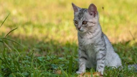 Playful Silver Tabby in the Grass wallpaper