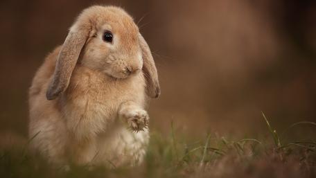 Adorable Lop Rabbit in Nature's Embrace wallpaper