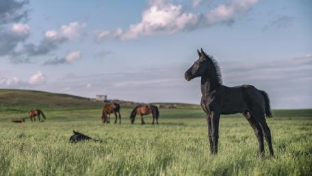 Majestic Black Horse in Open Field wallpaper