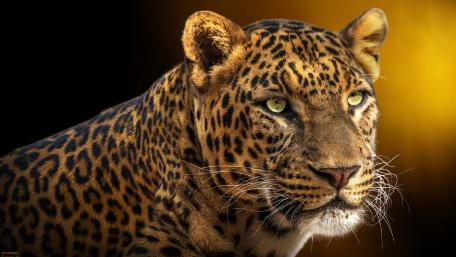 Majestic African Leopard Wallpaper wallpaper