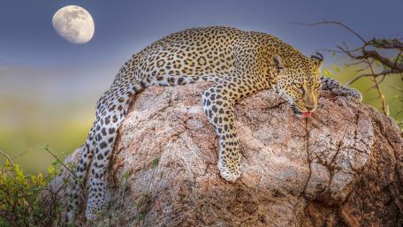 Majestic Leopard Under the Full Moon wallpaper