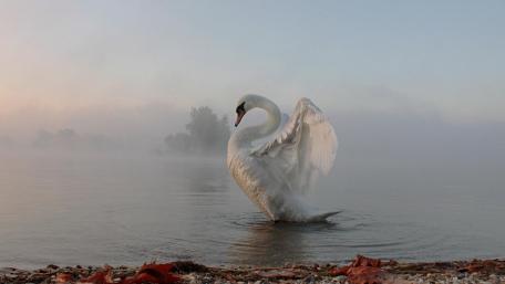 Gracely Gliding Swan in the Misty Morning Waterway wallpaper