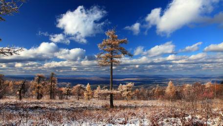 Majestic Winter Pines in a Scenic Landscape wallpaper