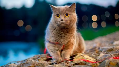 Charming Cat in a Scenic Setting wallpaper