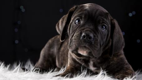 Adorable Puppy on a Cozy Background wallpaper