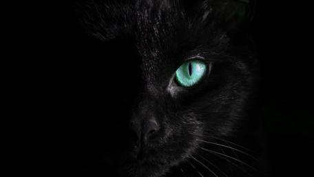 Mystical Gaze of a Black Cat wallpaper
