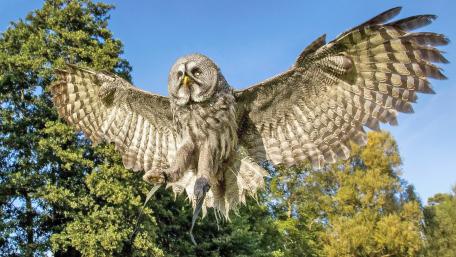 Majestic Owl in Flight wallpaper