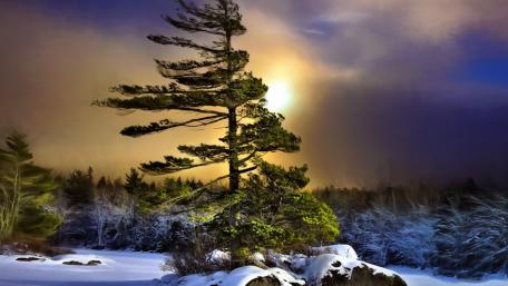 Majestic Pine Tree in Winter Wilderness wallpaper