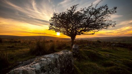 Solitary Tree at Sunset Beauty wallpaper