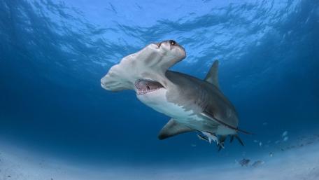 Majestic Hammerhead Shark Underwater Scene wallpaper