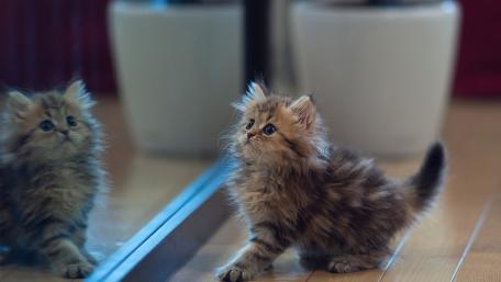 Curious Kitten Gazing at Reflection wallpaper