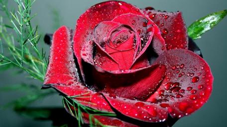 Elegant Red Rose with Waterdrops Shimmering Lightly wallpaper