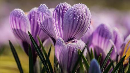 Heralds of spring wallpaper