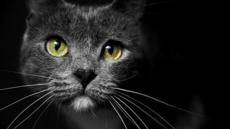 Mystical Gaze of a Grey Cat wallpaper