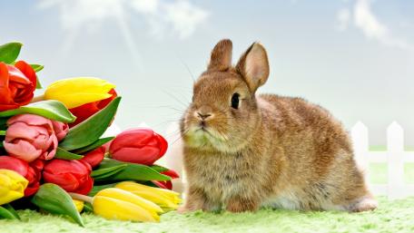 Easter Bunny Among Colorful Tulips wallpaper