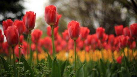 Vibrant Field of Tulips in Springtime Bliss wallpaper