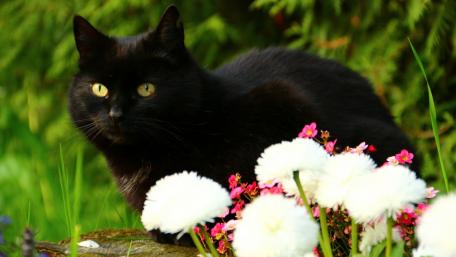 Charming Black Cat Among Vibrant Flowers wallpaper