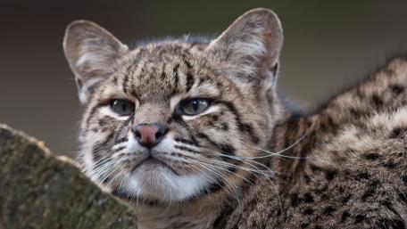 Geoffroy's Cat in Nature's Embrace wallpaper