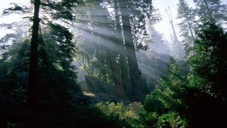 Dappled Sunlight in the Forest wallpaper