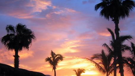 Tropical Sunset Silhouettes Over Palm Trees wallpaper