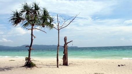 Serene Tropical Paradise by the Shore wallpaper