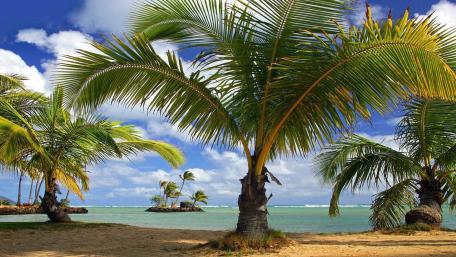 Tropical Paradise with Palm Trees by the Beach wallpaper