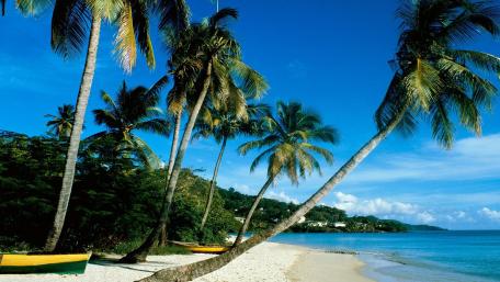 Tropical Paradise Under Blue Skies wallpaper
