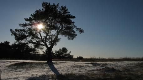 Serene Winter Landscape with Majestic Tree wallpaper