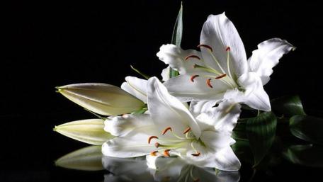 Elegant White Lilies in Bloom wallpaper