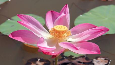 Elegant Pink Lotus Blossom in Nature Scene wallpaper