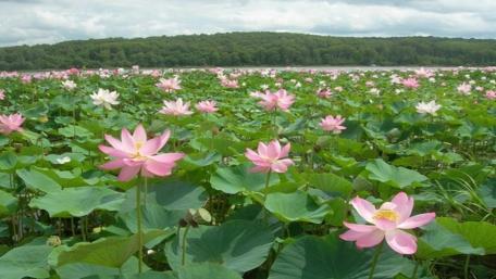 Serenity in a Lotus Flower Field wallpaper