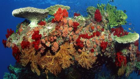 Vibrant Underwater Coral Reef Scene wallpaper