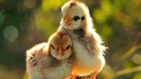 Fluffy Chick Companions in Warm Sunlight wallpaper