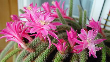 Vibrant Pink Cactus Blooms Bringing Life to Your Space wallpaper