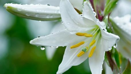 Graceful White Lily in Nature's Embrace wallpaper