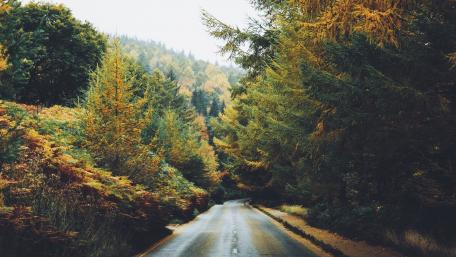 Serene Forest Road in Autumn Colors wallpaper