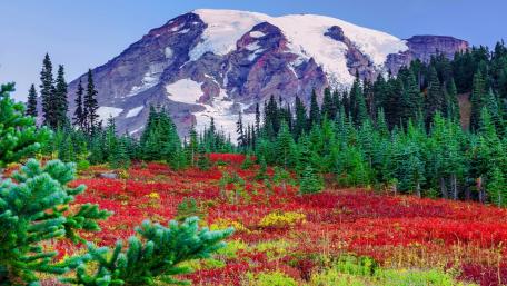 Majestic Mountain and Vibrant Flower Carpet Landscape wallpaper