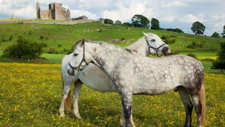 Majestic Horses in a Serene Pasture Landscape wallpaper