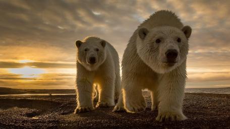 Arctic Explorers at Sunset wallpaper