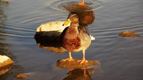 Elegant Duck by the Water's Edge wallpaper