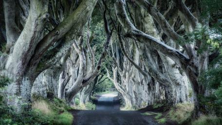 Dark Hedges, Northern Ireland wallpaper