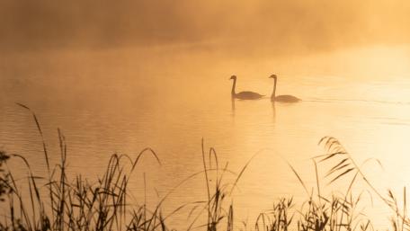 Elegance in the Misty Dawn wallpaper