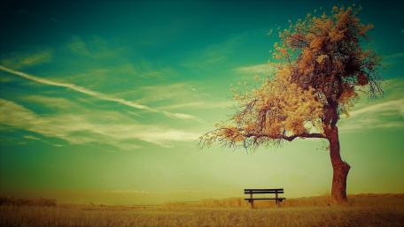 Solitary Bench by a Lone Tree wallpaper