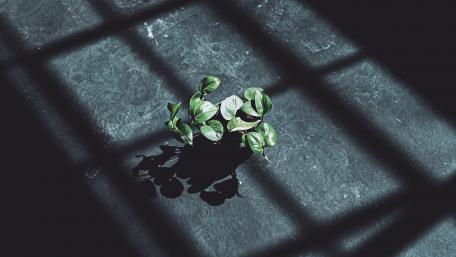 Peaceful Plant in Soft Shadows wallpaper